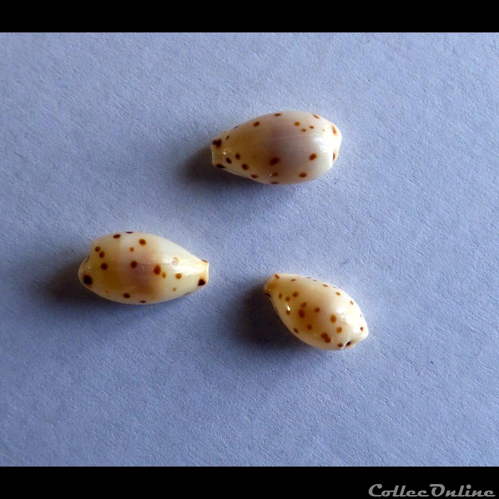 coquillage fossile gastropodum cypraea ransoniella punctata