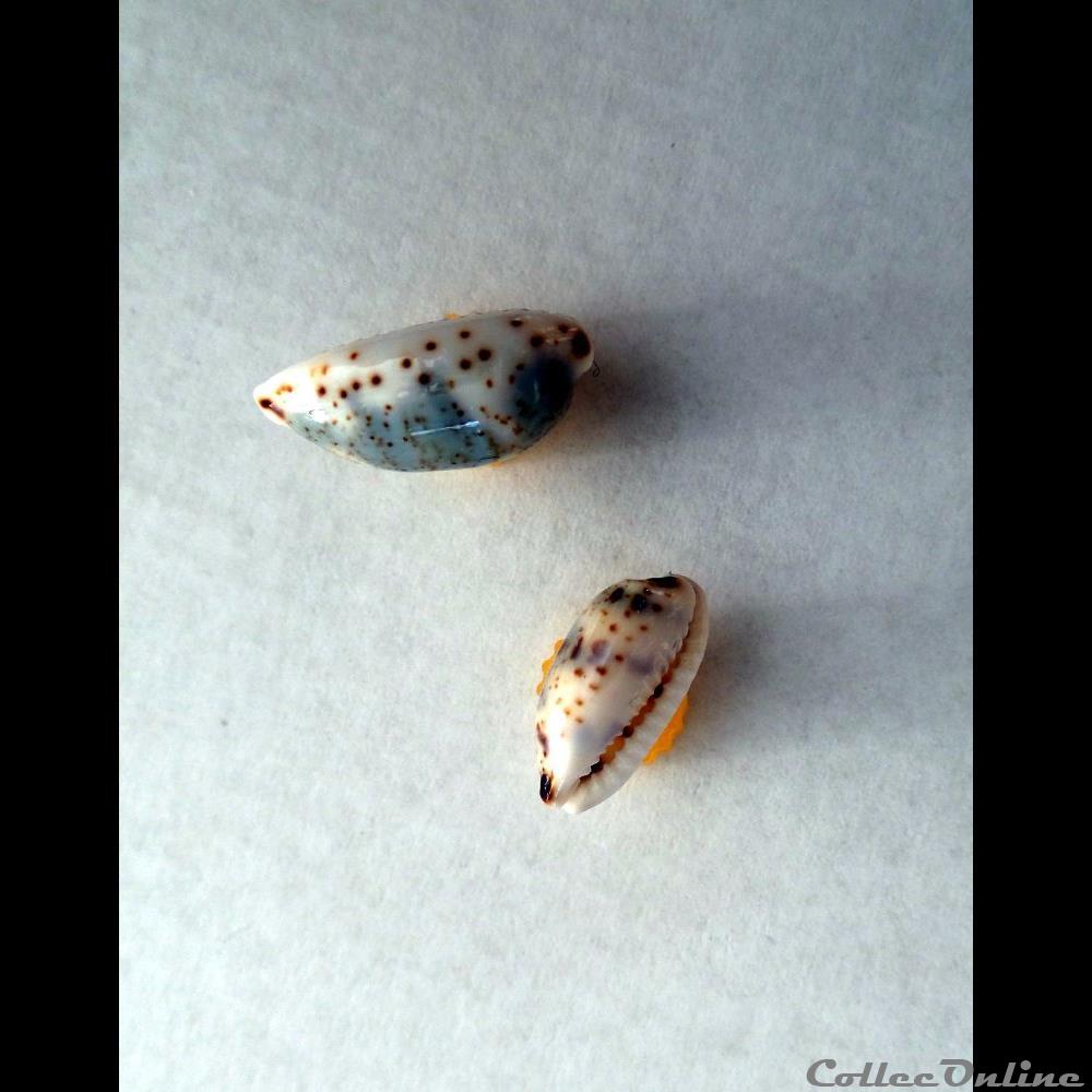 coquillage fossile gastropodum cypraea bistolida kieneri