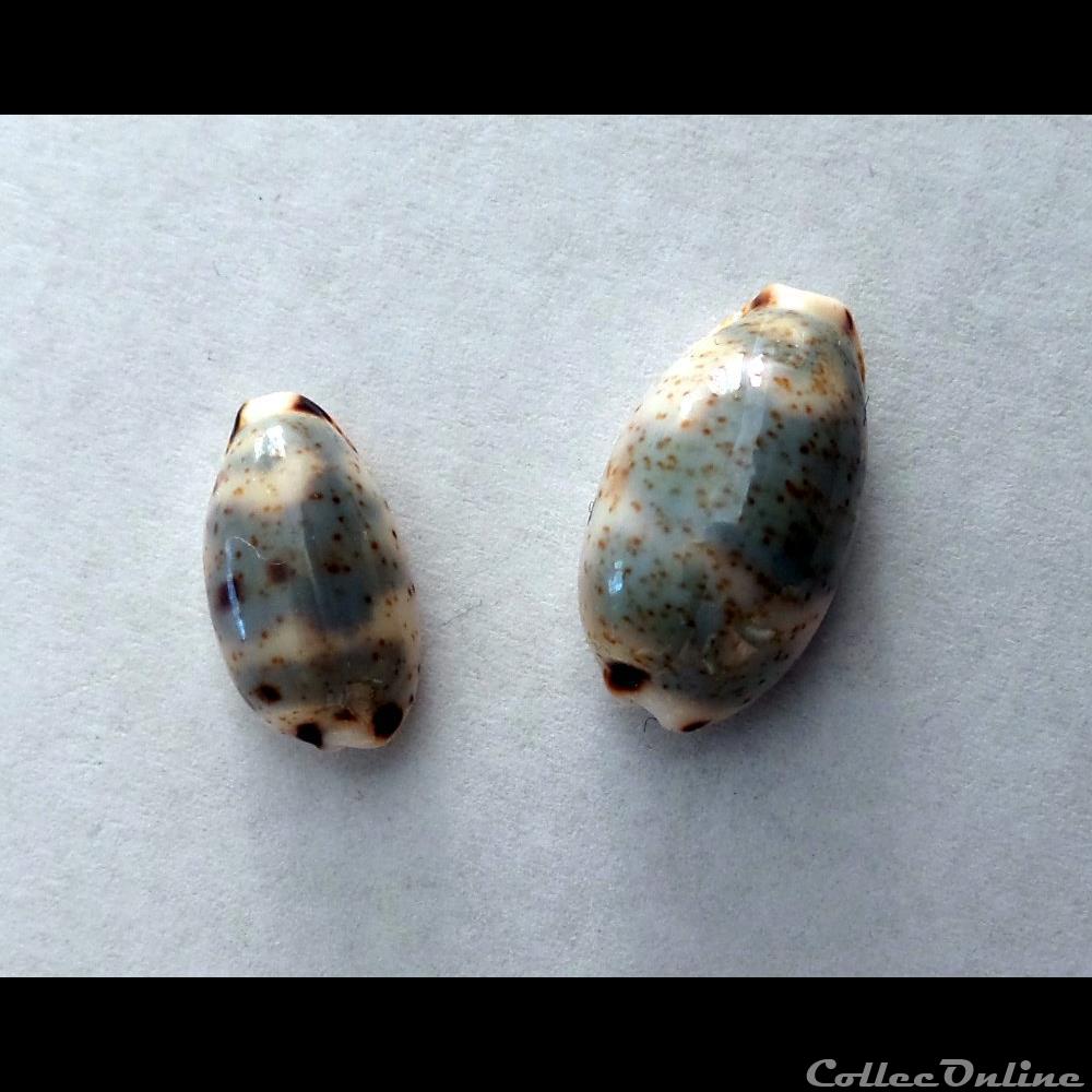 coquillage fossile gastropodum cypraea bistolida kieneri