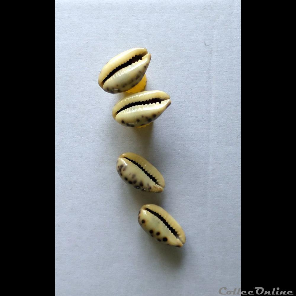 coquillage fossile gastropodum cypraea melicerona felina