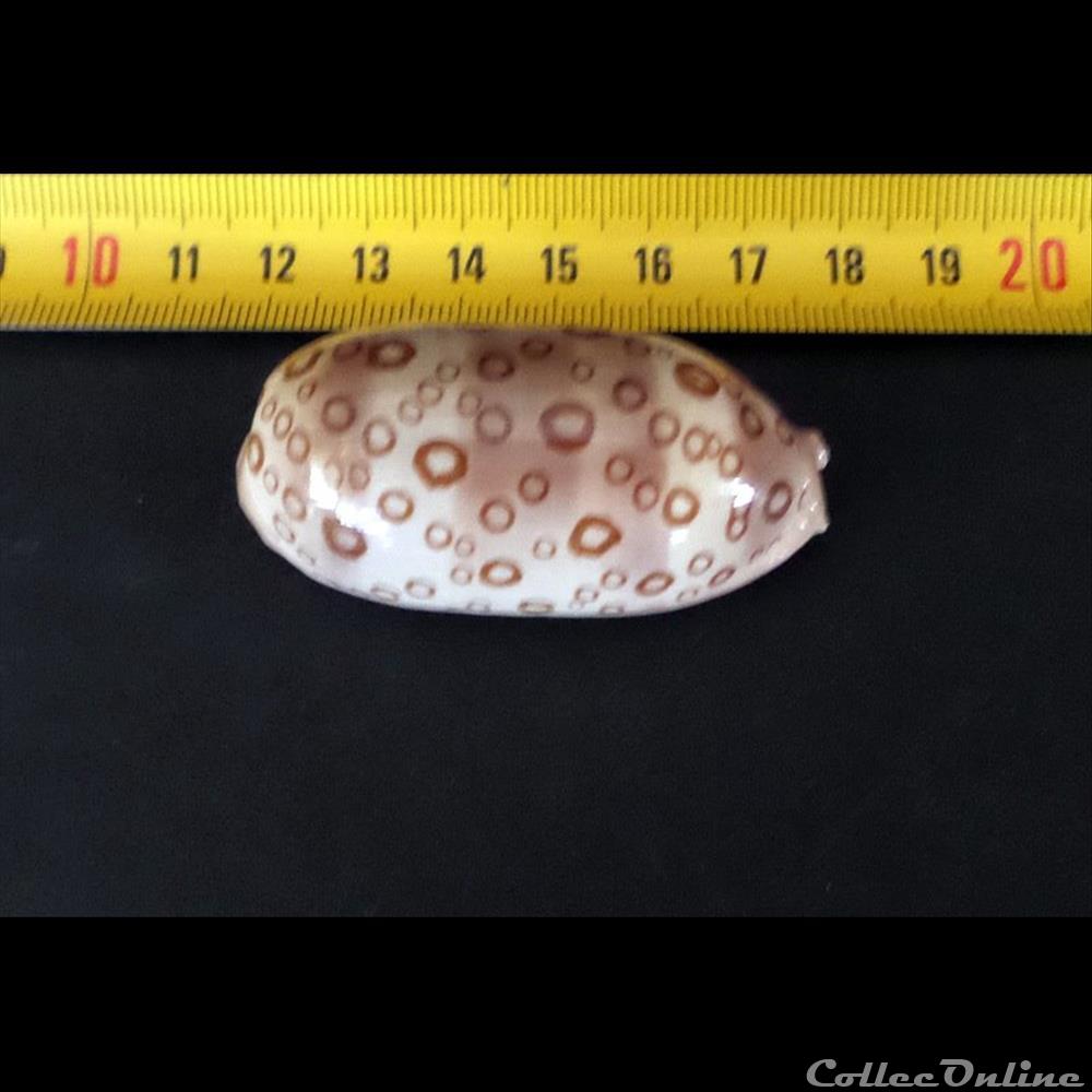 coquillage fossile gastropodum cypraea lyncina argus argus