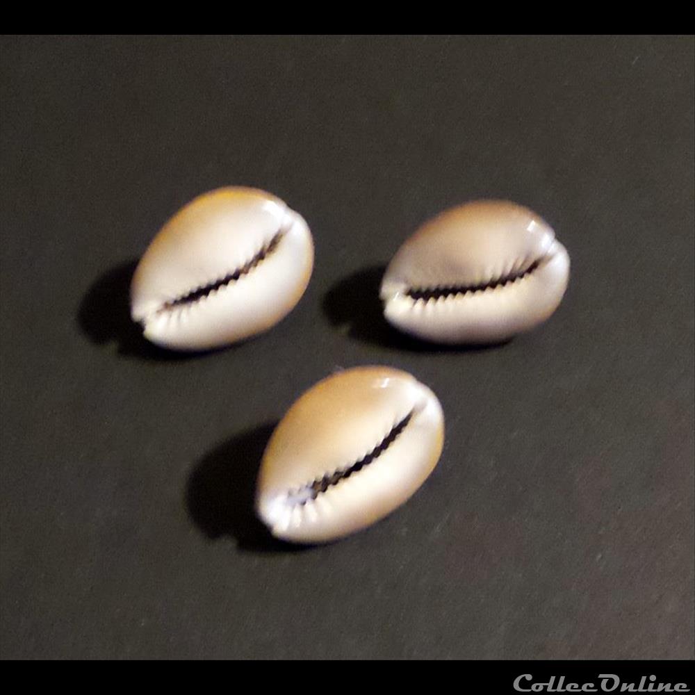 coquillage fossile gastropodum cypraea caputserpentis
