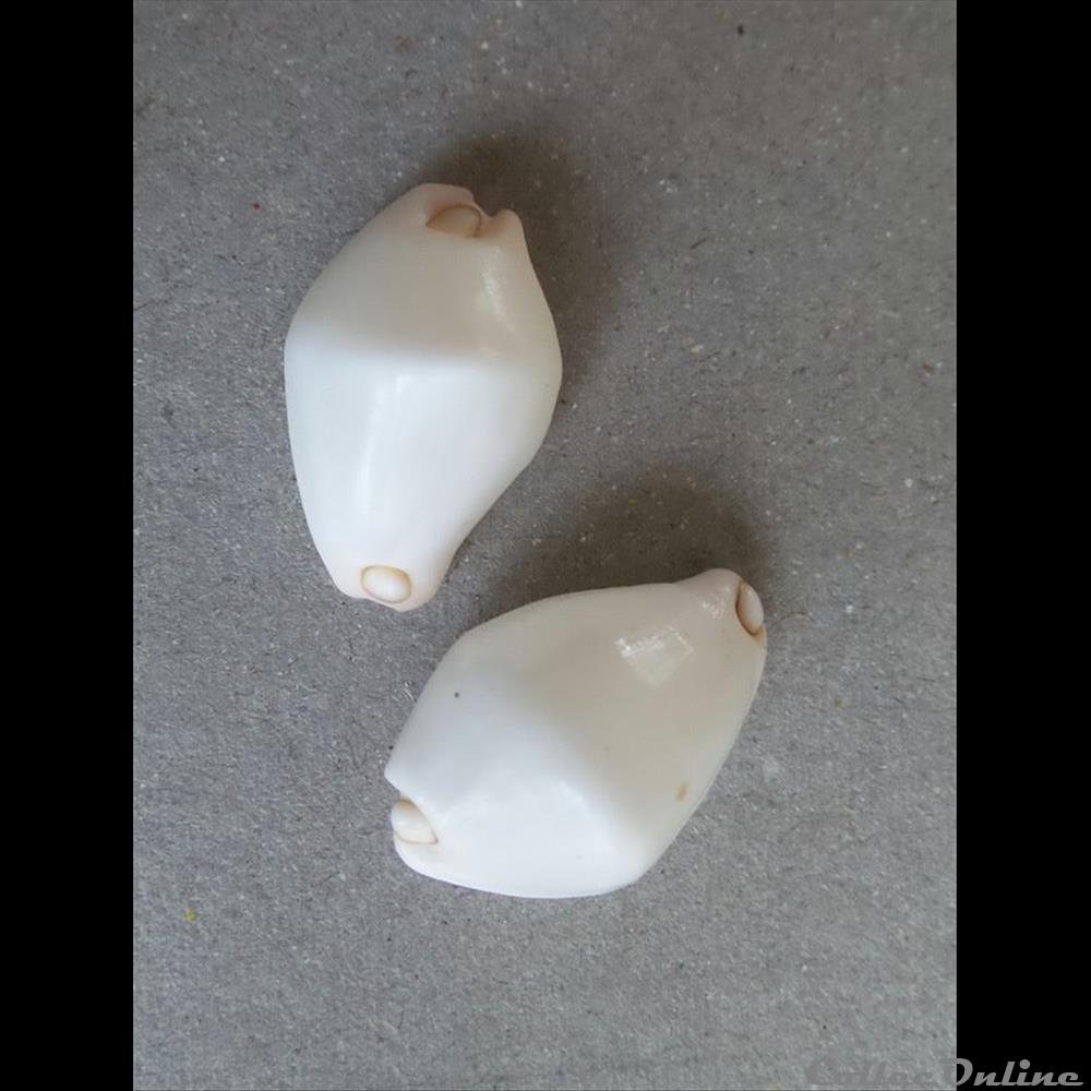 coquillage fossile gastropodum calpurnus verrucosus