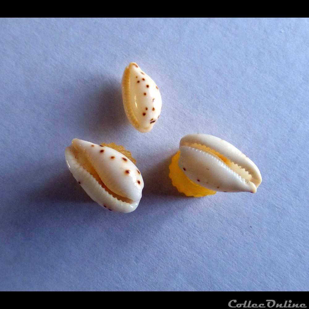 coquillage fossile gastropodum cypraea ransoniella punctata