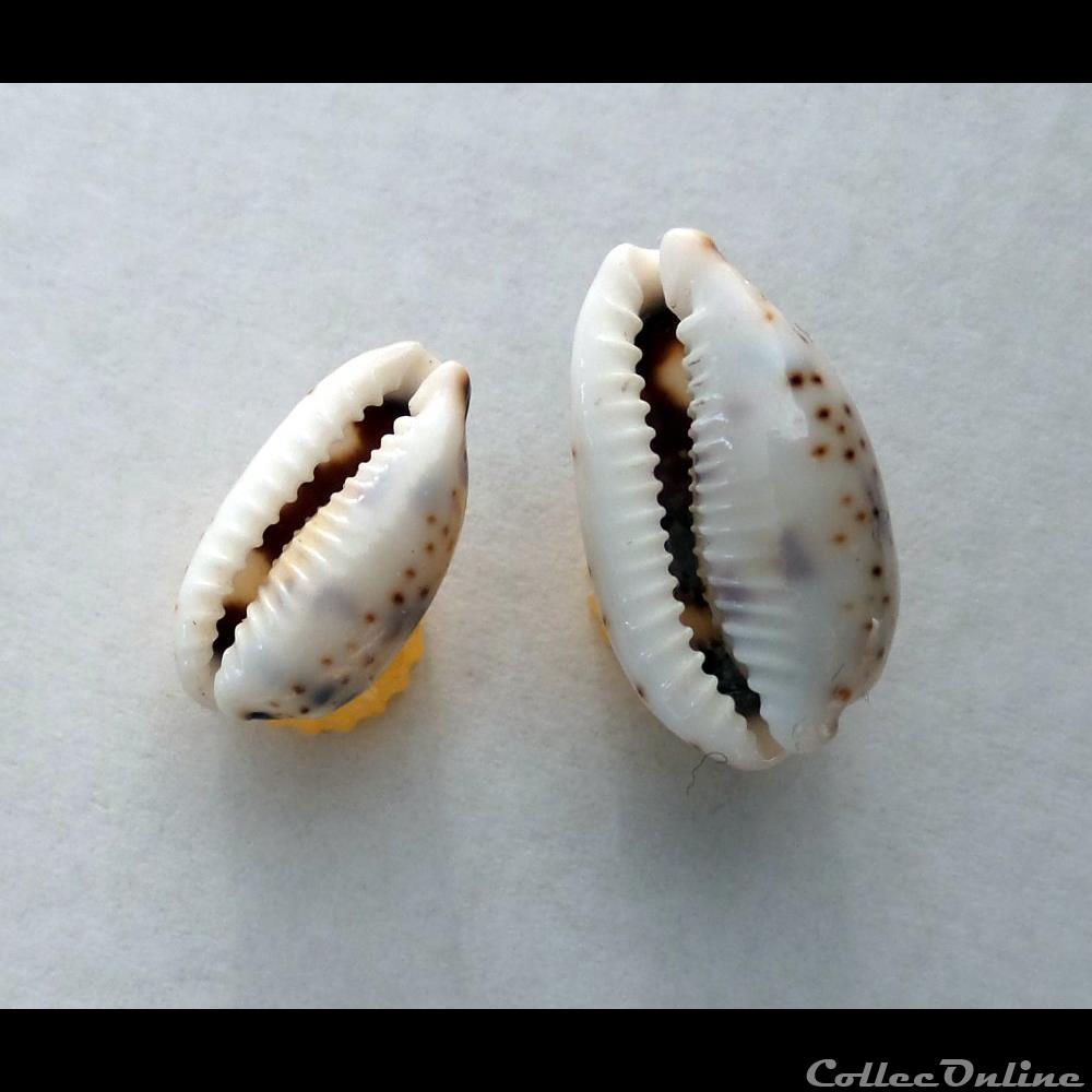 coquillage fossile gastropodum cypraea bistolida kieneri