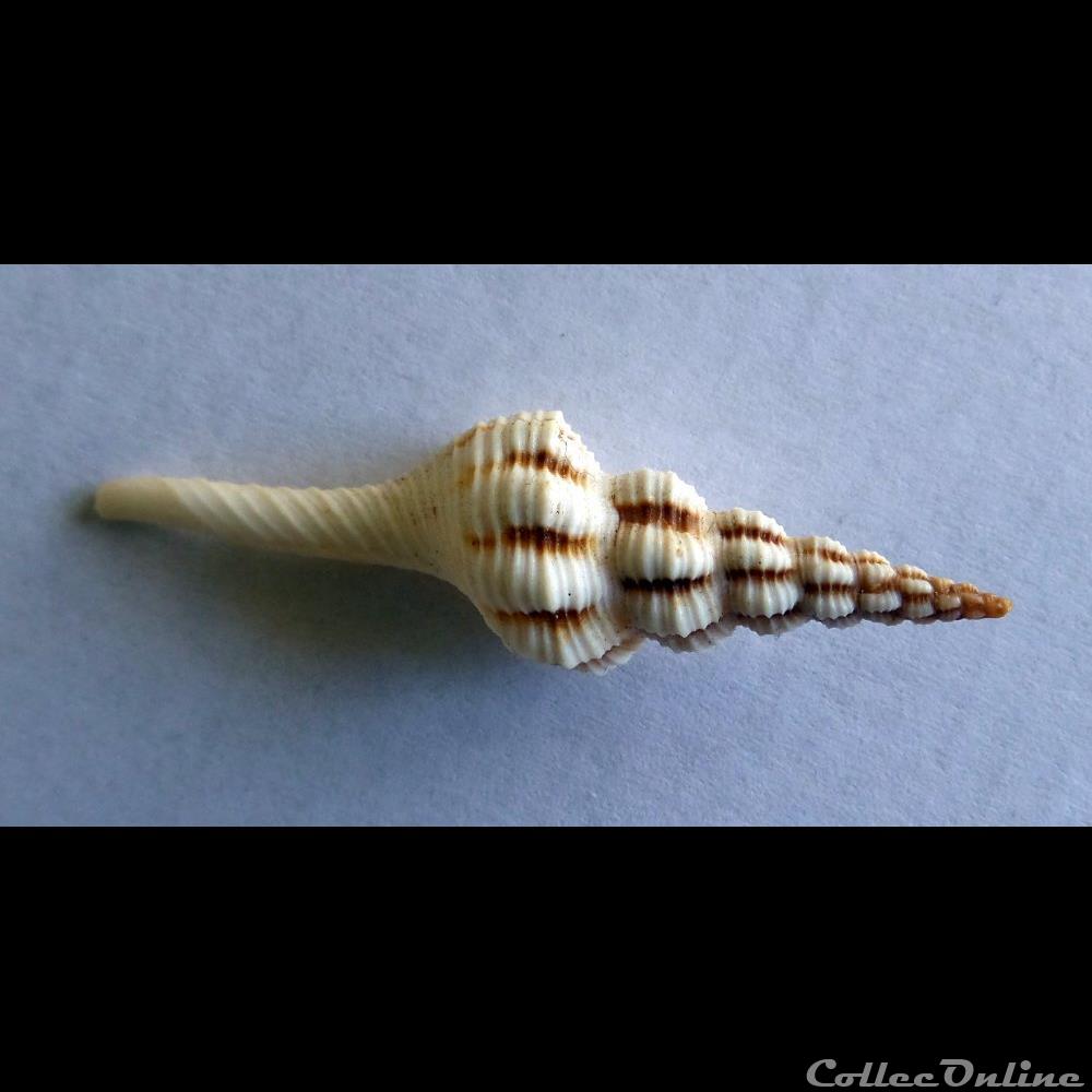 coquillage fossile gastropodum fusinus colus