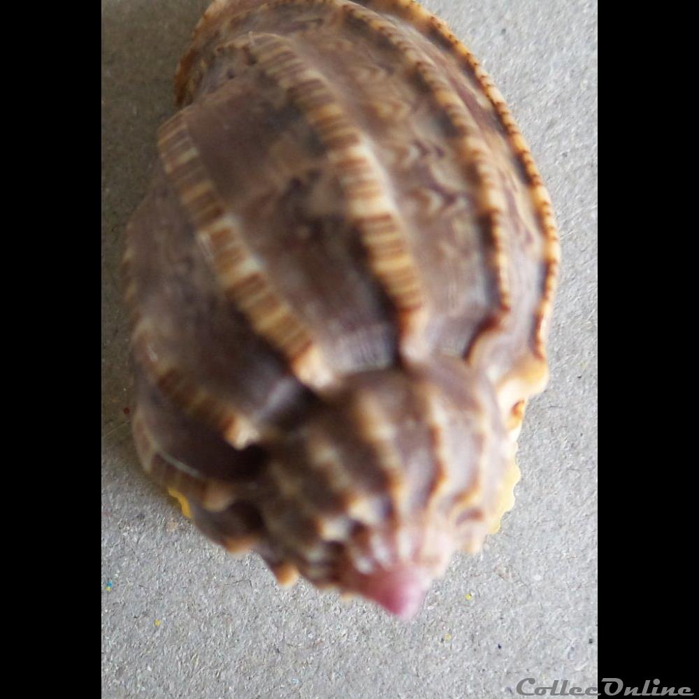 coquillage fossile gastropodum harpa amouretta roding 1798