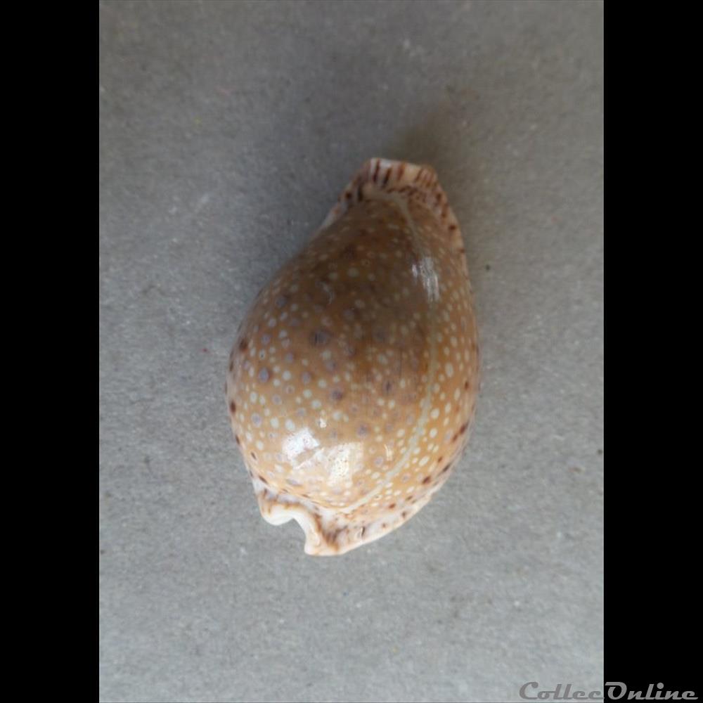 coquillage fossile gastropodum cypraea erosaria lamarckii lamarckii