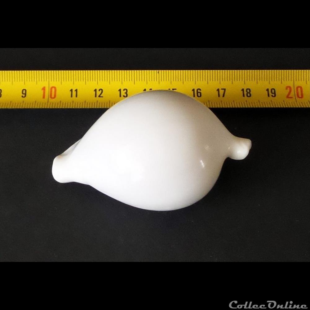coquillage fossile gastropodum ovula ovum