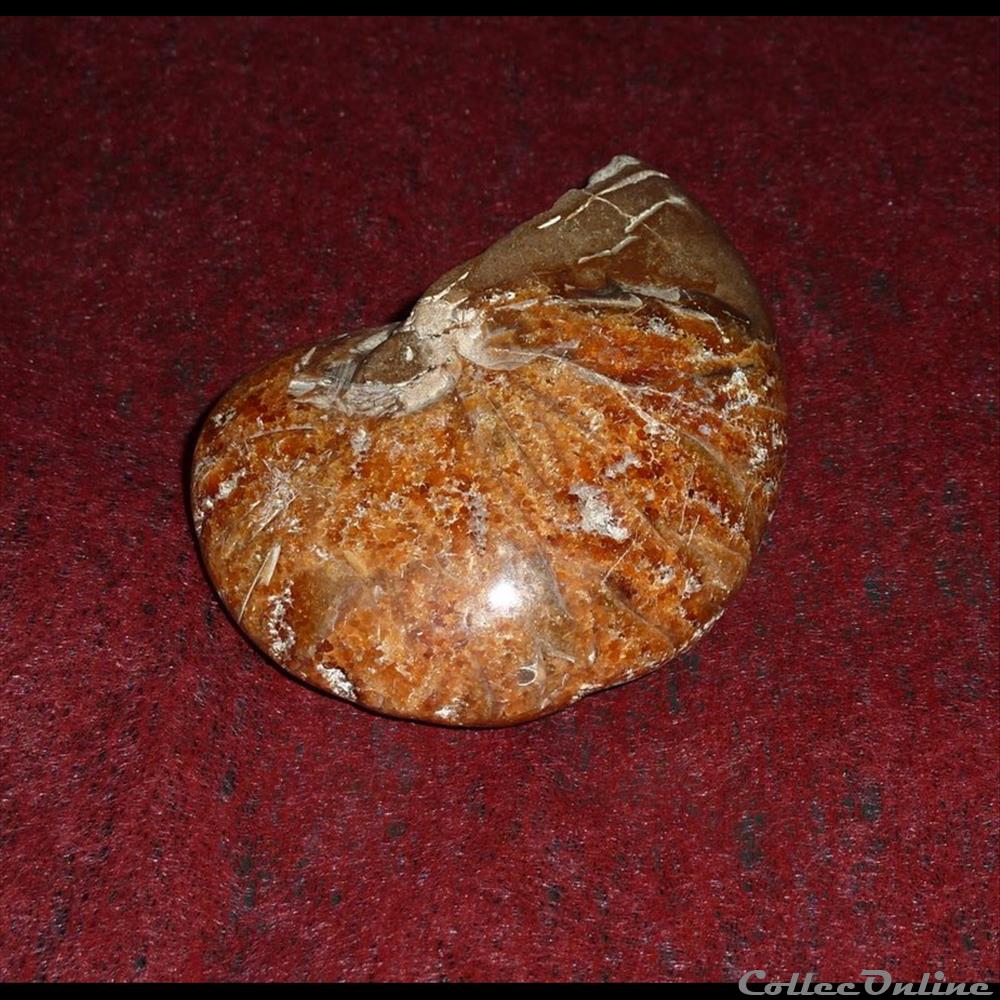 AMMONITE - Coquille d'ammonites dîte "aragonitique" coquillage fossile gastropodum ammonite coquille ammonites dite aragonitique