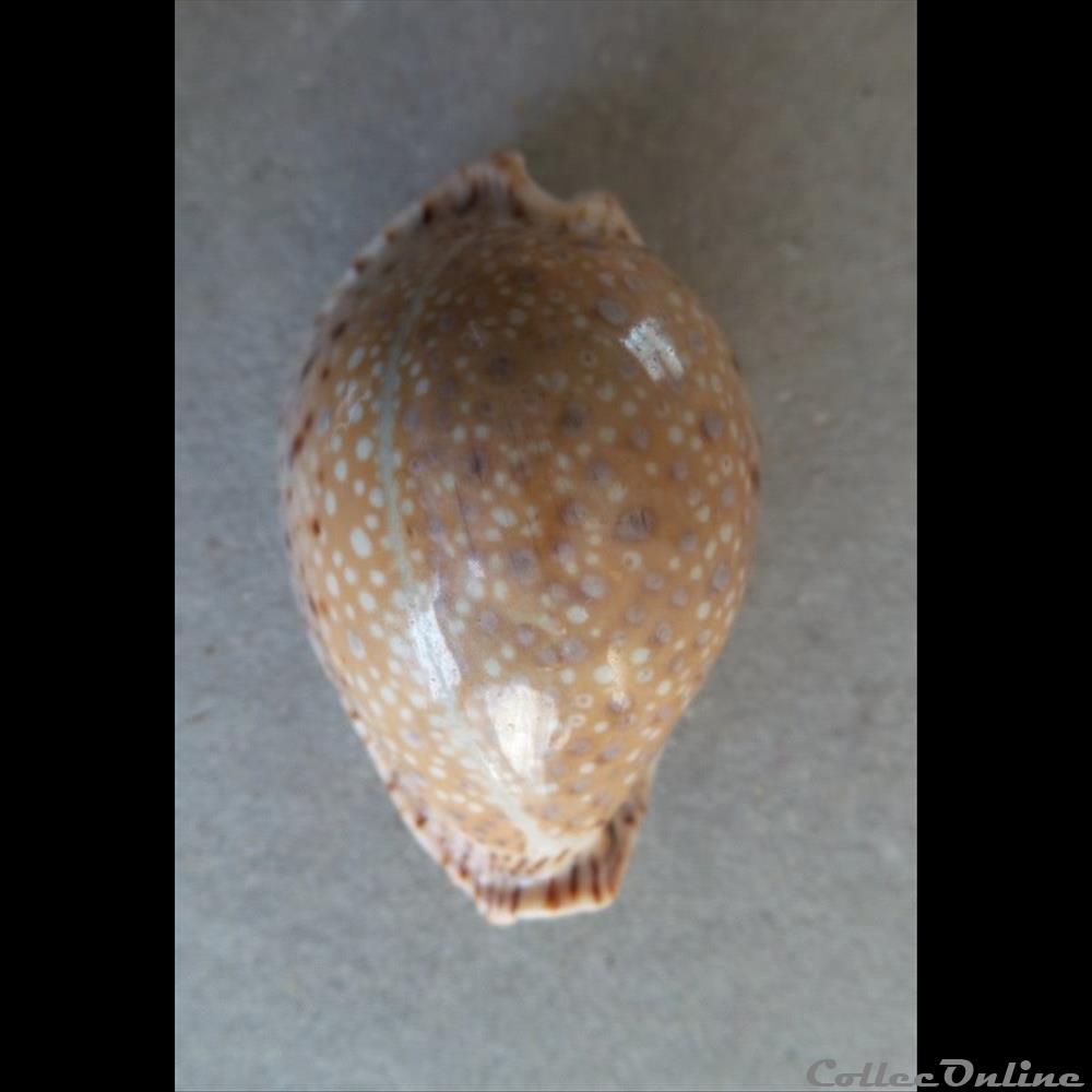 coquillage fossile gastropodum cypraea erosaria lamarckii lamarckii
