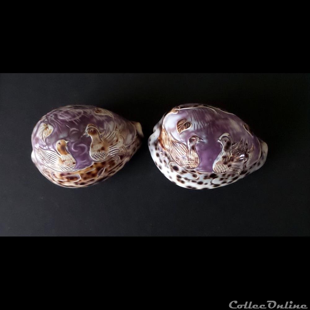 coquillage fossile gastropodum cypraea tigris pour touristes