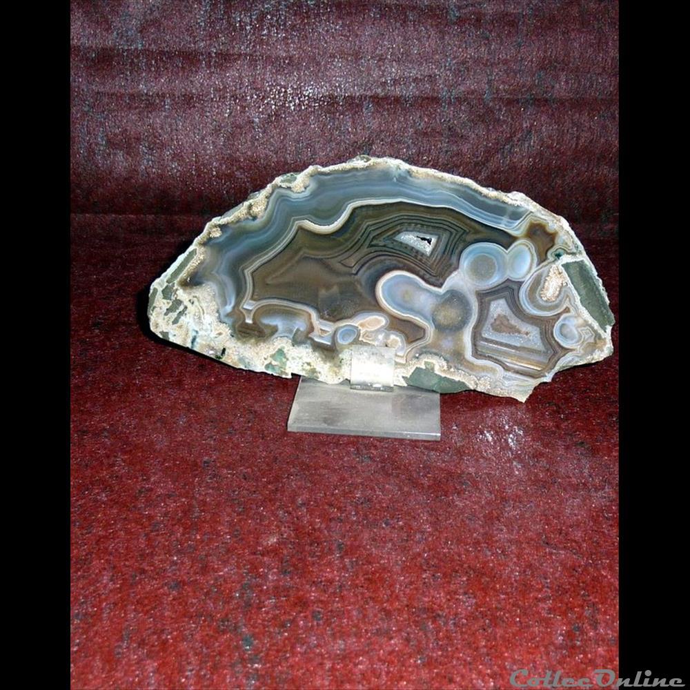 AGATE coquillage fossile gastropodum agate