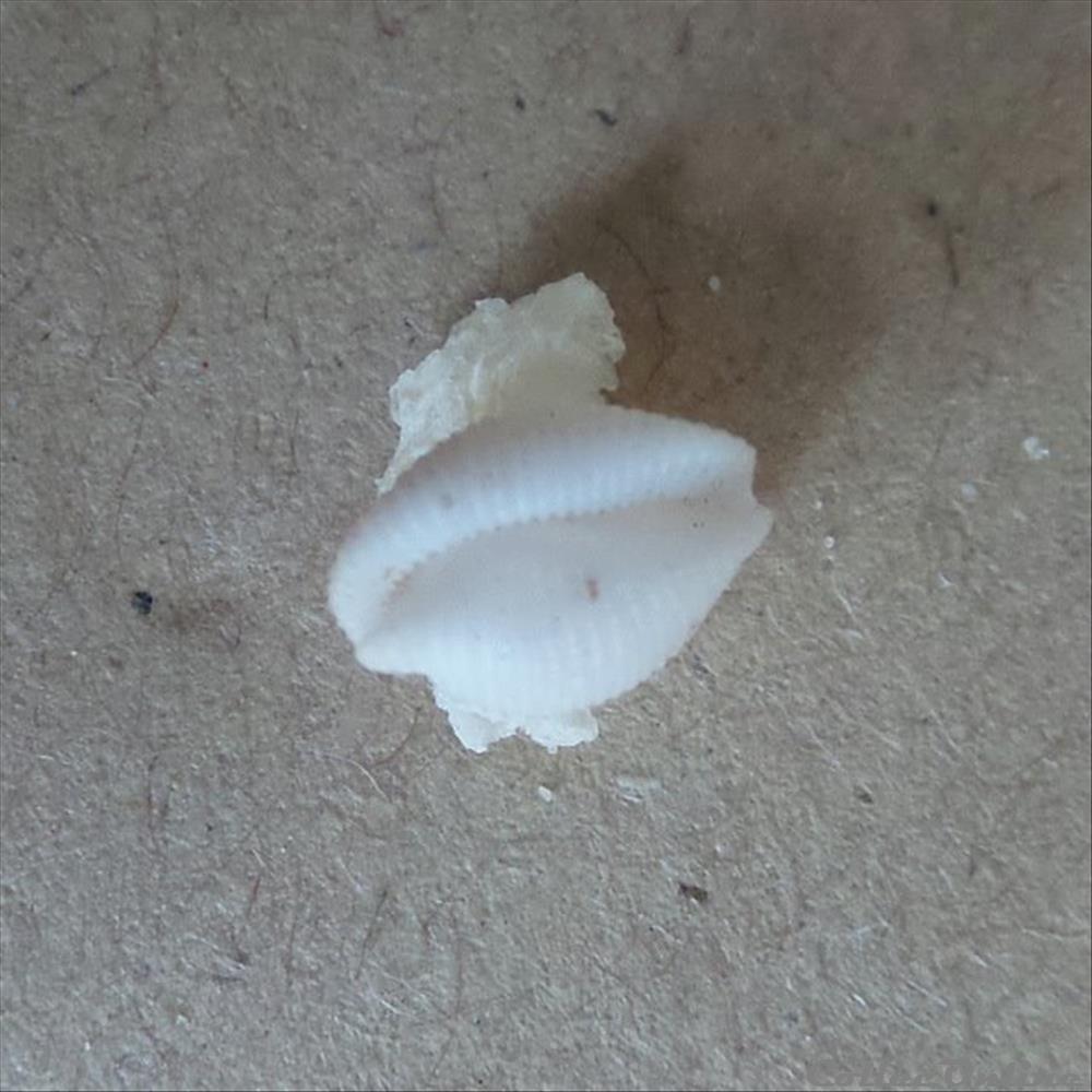 coquillage fossile gastropodum trivirostra oryza