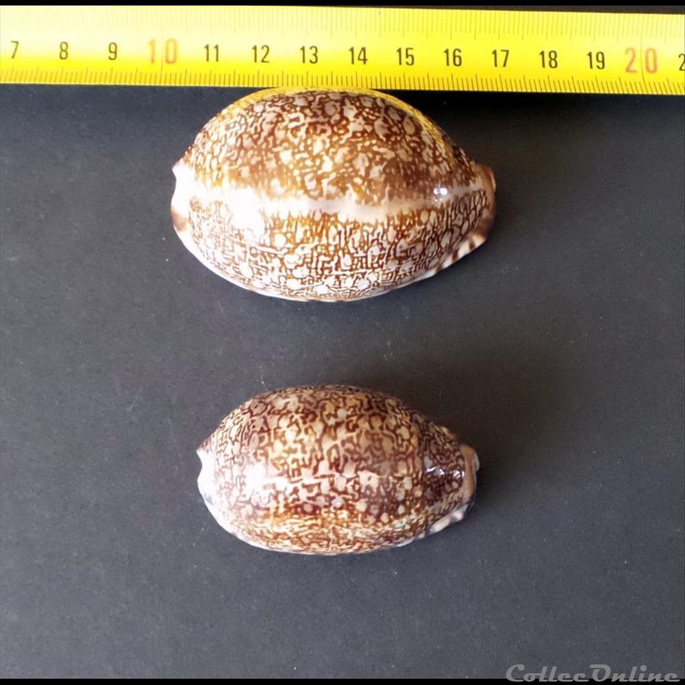 coquillage fossile gastropodum mauritia eglantina