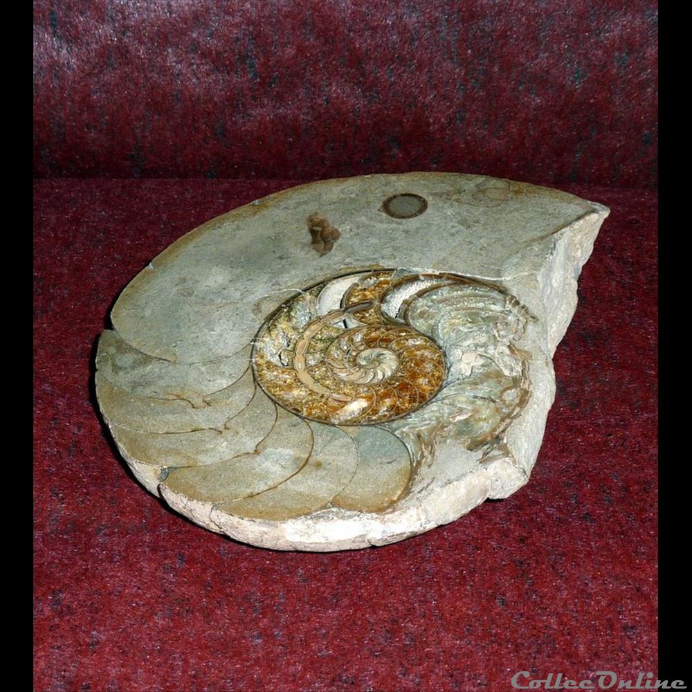 AMMONITE - coquillage fossile gastropodum ammonite