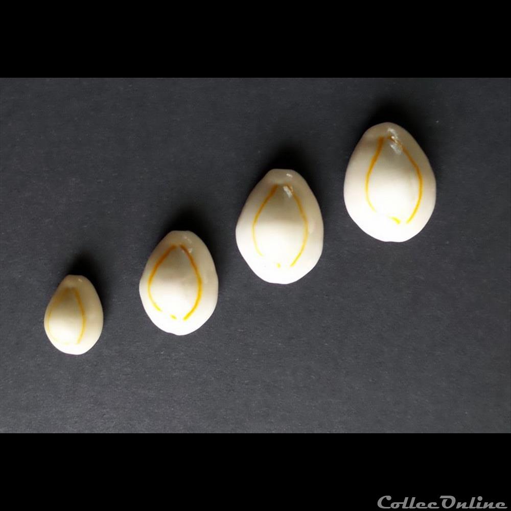 coquillage fossile gastropodum cypraea annulus