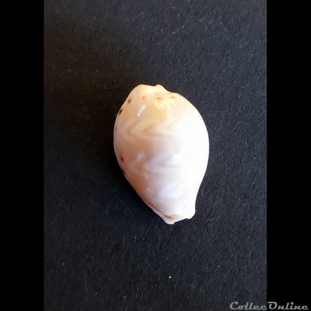 Cypraea PALMADUSTA ZICZAC coquillage fossile gastropodum cypraea palmadusta ziczac