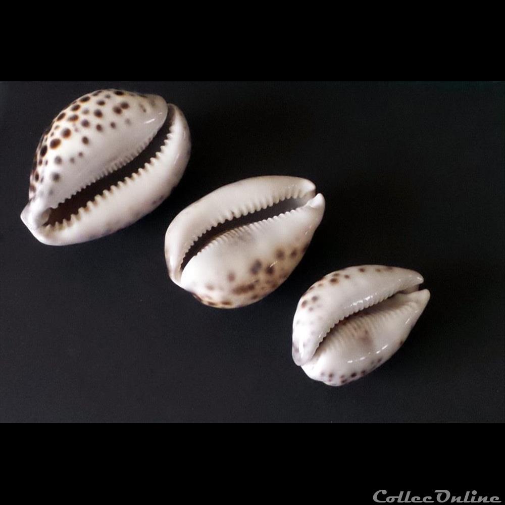 coquillage fossile gastropodum cypraea tigris