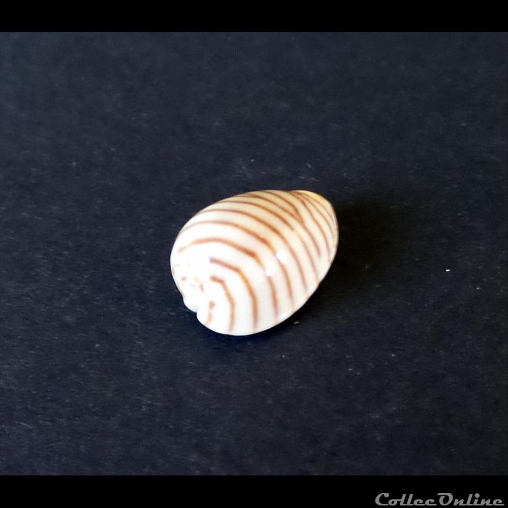 coquillage fossile gastropodum cypraea persicula cingulata