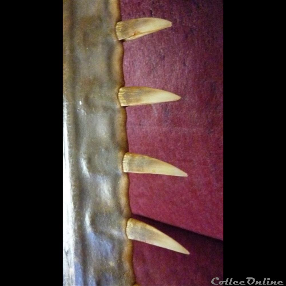 ROSTRE de requin scie 3 coquillage fossile autre gastropodum rostre de requin scie