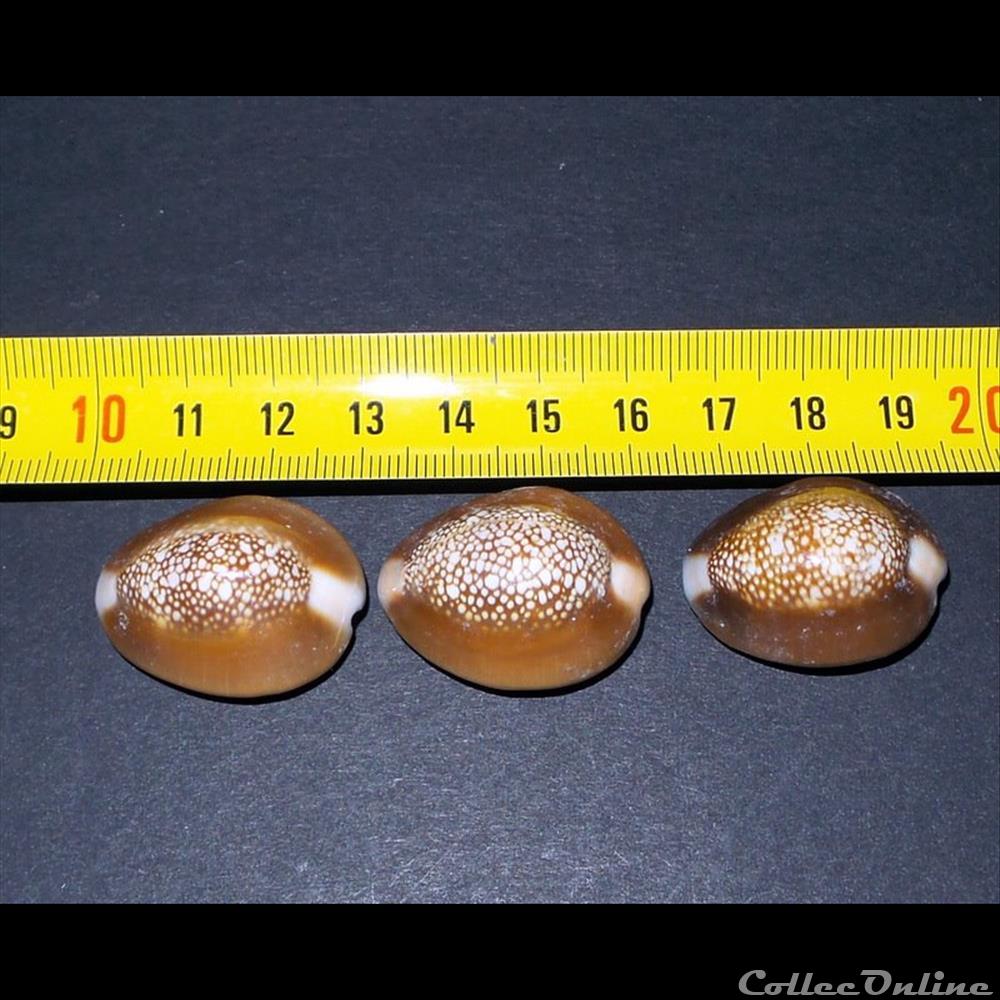 coquillage fossile gastropodum cypraea caputserpentis