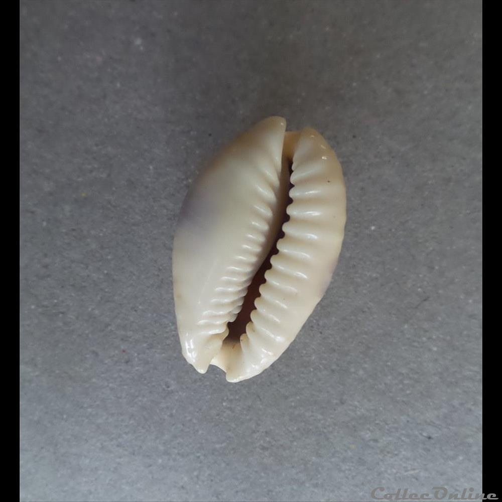 coquillage fossile gastropodum cypraea erosaria erosa