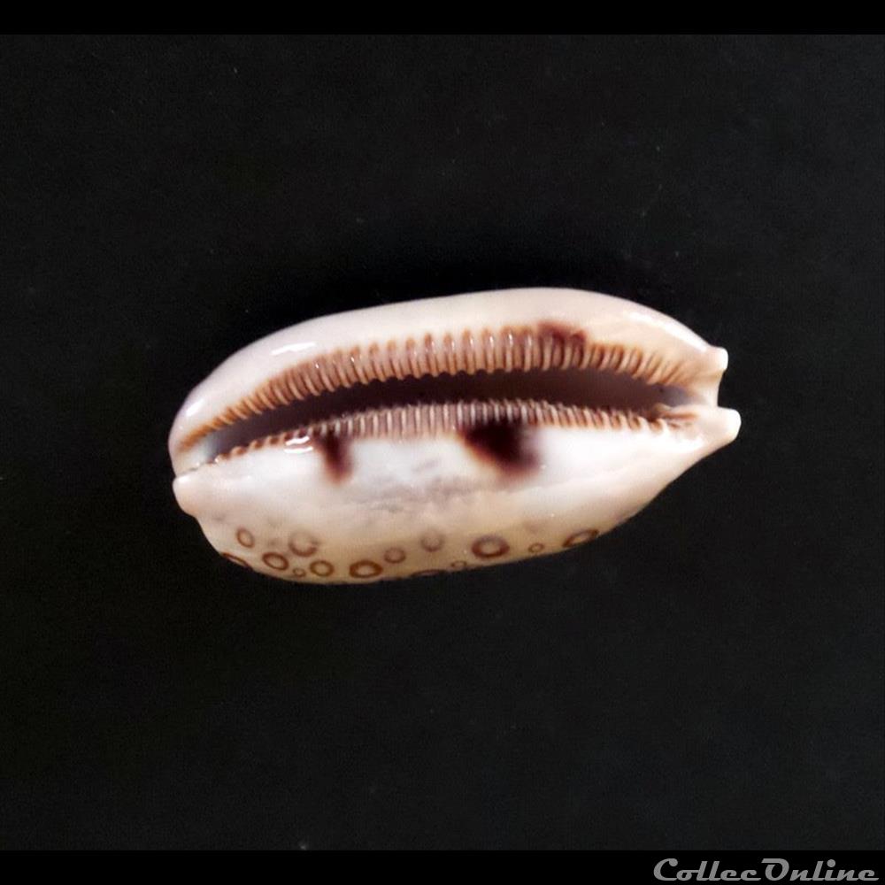 coquillage fossile gastropodum cypraea lyncina argus argus