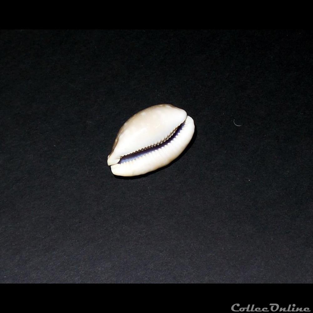 coquillage fossile gastropodum cypraea vitellus
