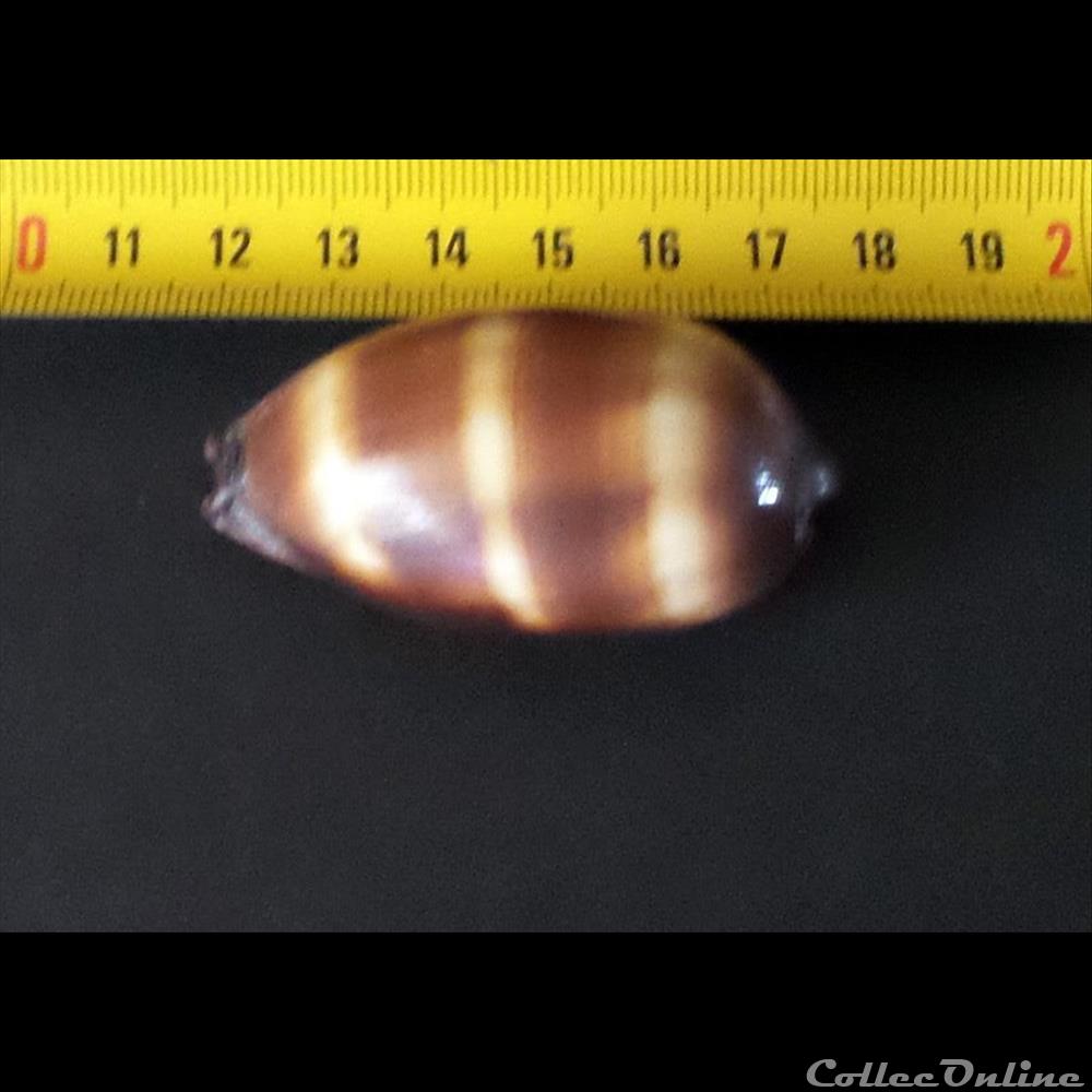 Cypraea TALPARIA TALPA 2 coquillage fossile gastropodum cypraea talparia talpa
