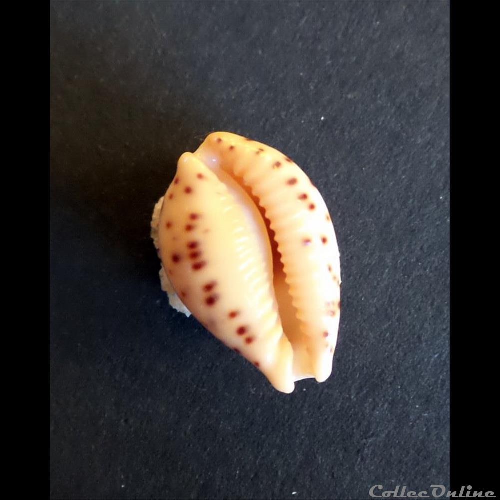 Cypraea PALMADUSTA ZICZAC 2 coquillage fossile gastropodum cypraea palmadusta ziczac