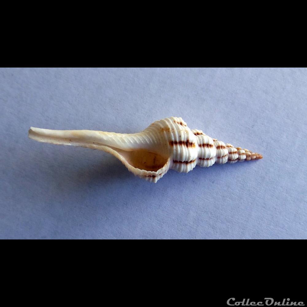 coquillage fossile gastropodum fusinus colus