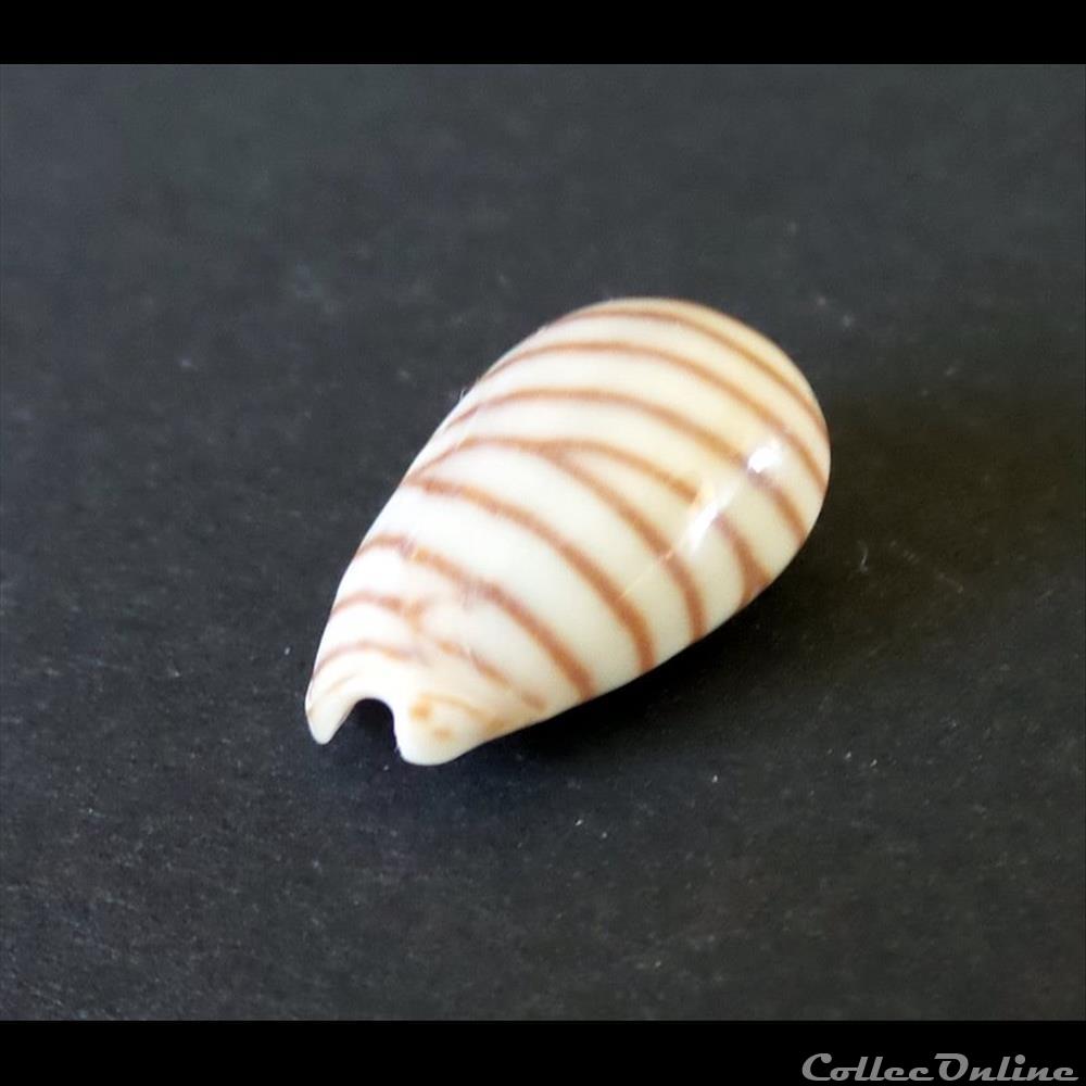 coquillage fossile gastropodum cypraea persicula cingulata