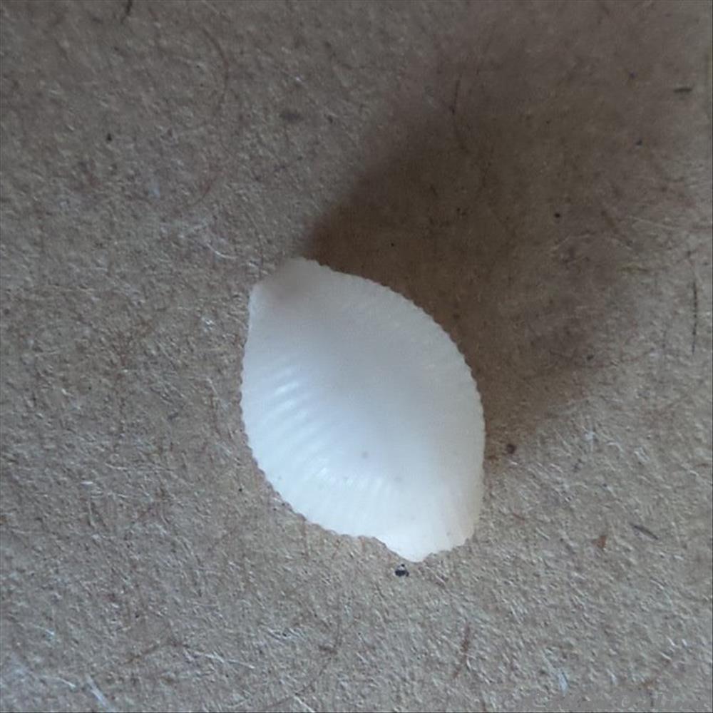 coquillage fossile gastropodum trivirostra oryza