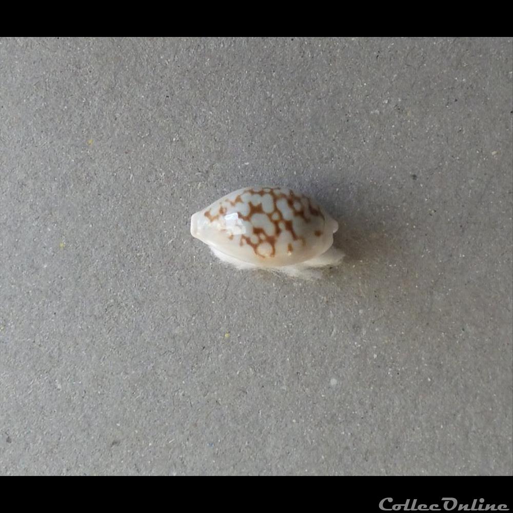 coquillage fossile gastropodum cypraea cribrarula esontropia francescoi