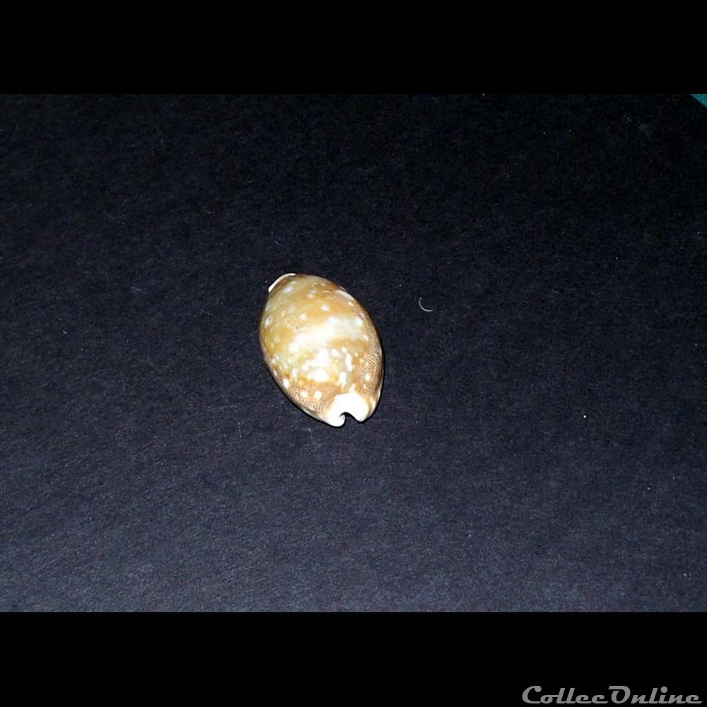 coquillage fossile gastropodum cypraea vitellus