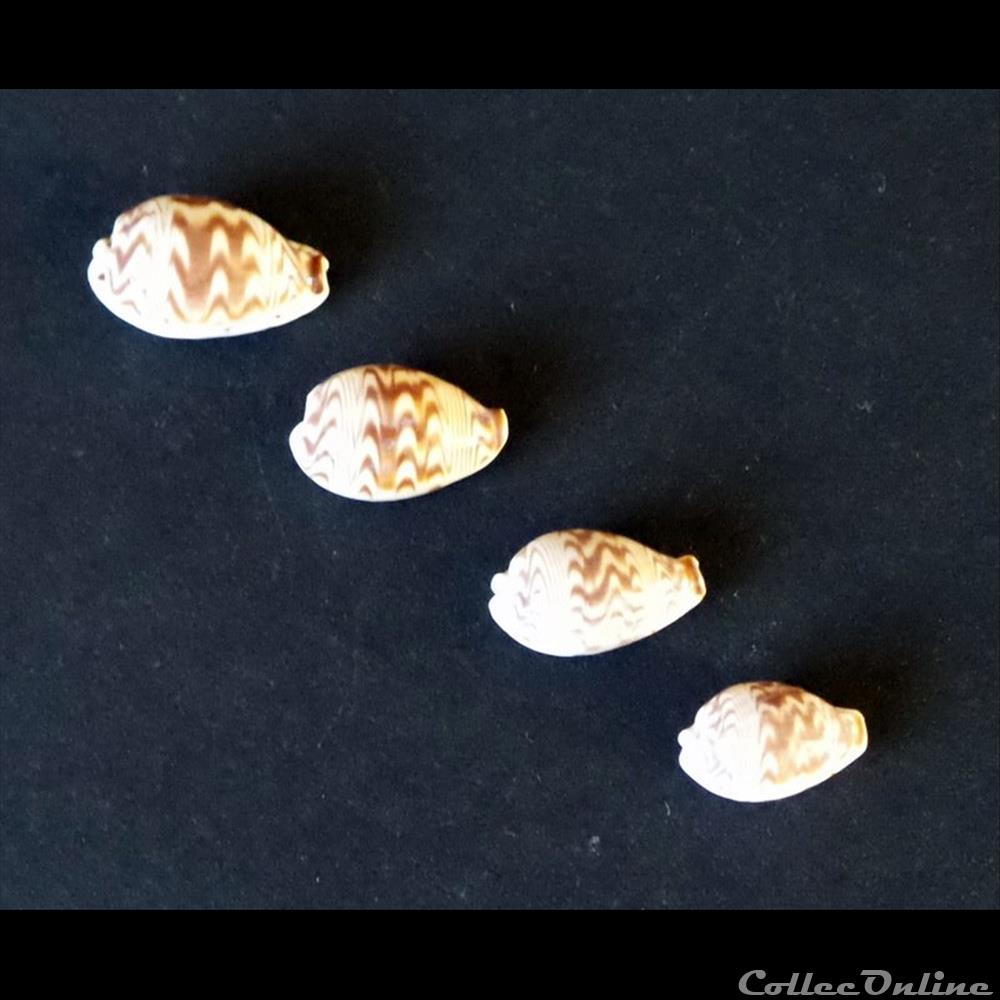coquillage fossile gastropodum cipraea diluculum diluculum