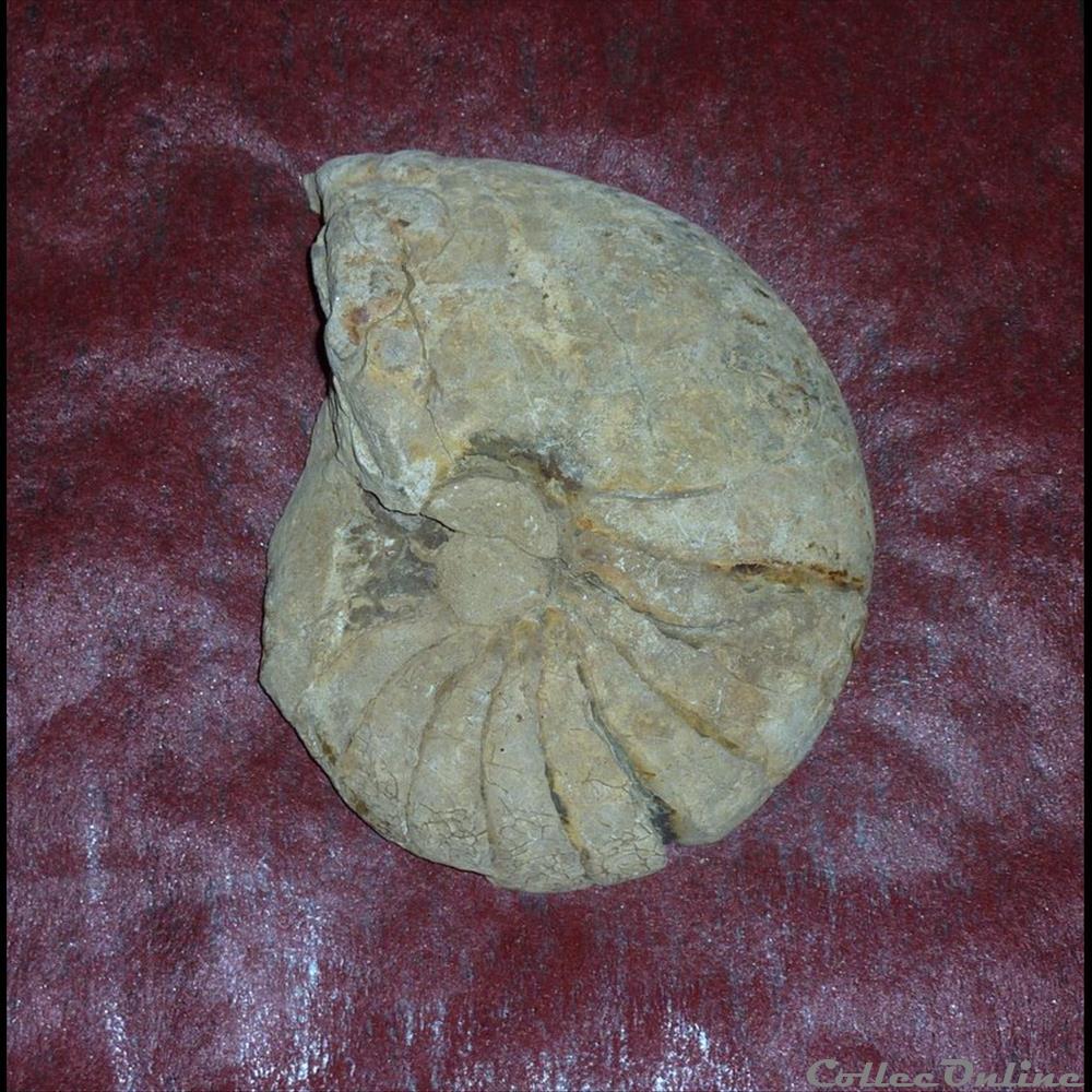 AMMONITE - 2 coquillage fossile gastropodum ammonite