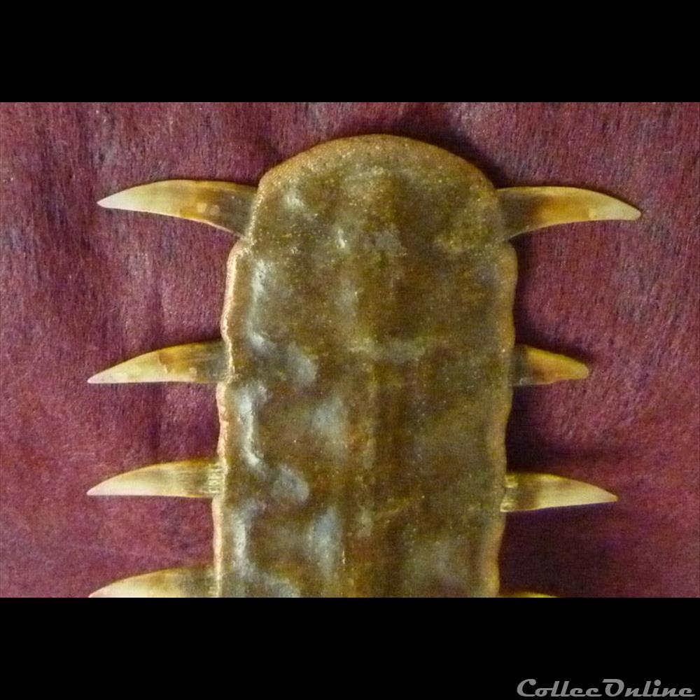 ROSTRE de requin scie 4 coquillage fossile autre gastropodum rostre de requin scie