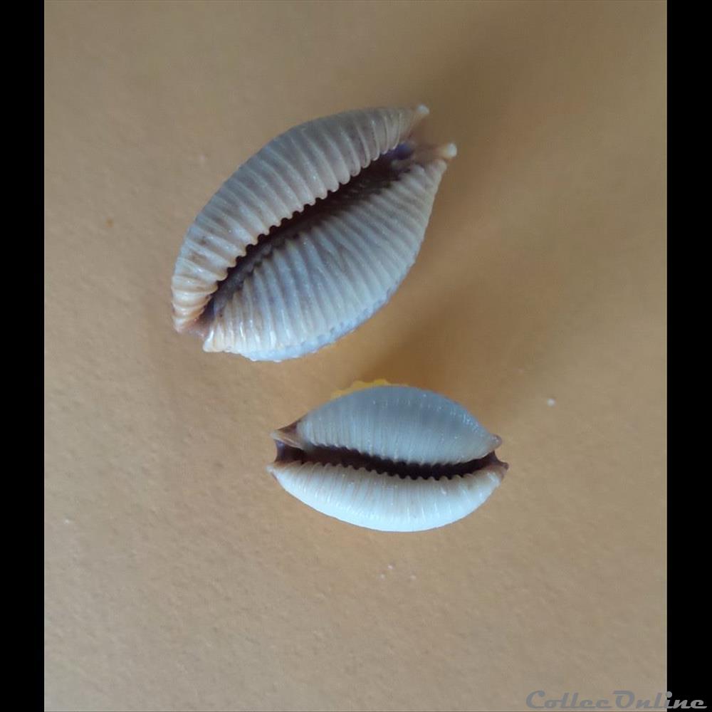 coquillage fossile gastropodum cypraea staphylaea staphylaea laevigata