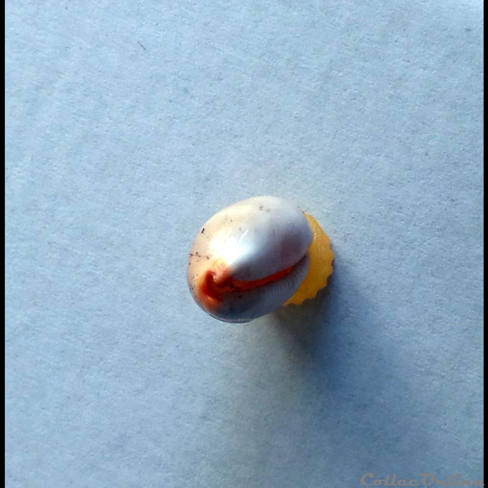 coquillage fossile gastropodum cypraea luria isabella