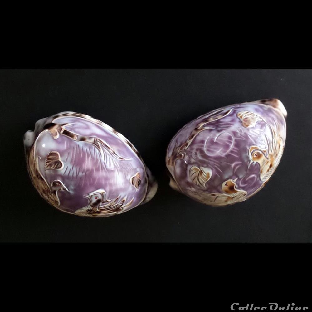 coquillage fossile gastropodum cypraea tigris pour touristes