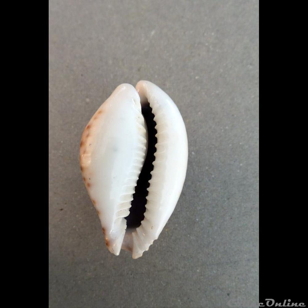 coquillage fossile gastropodum cypraea erosaria lamarckii lamarckii
