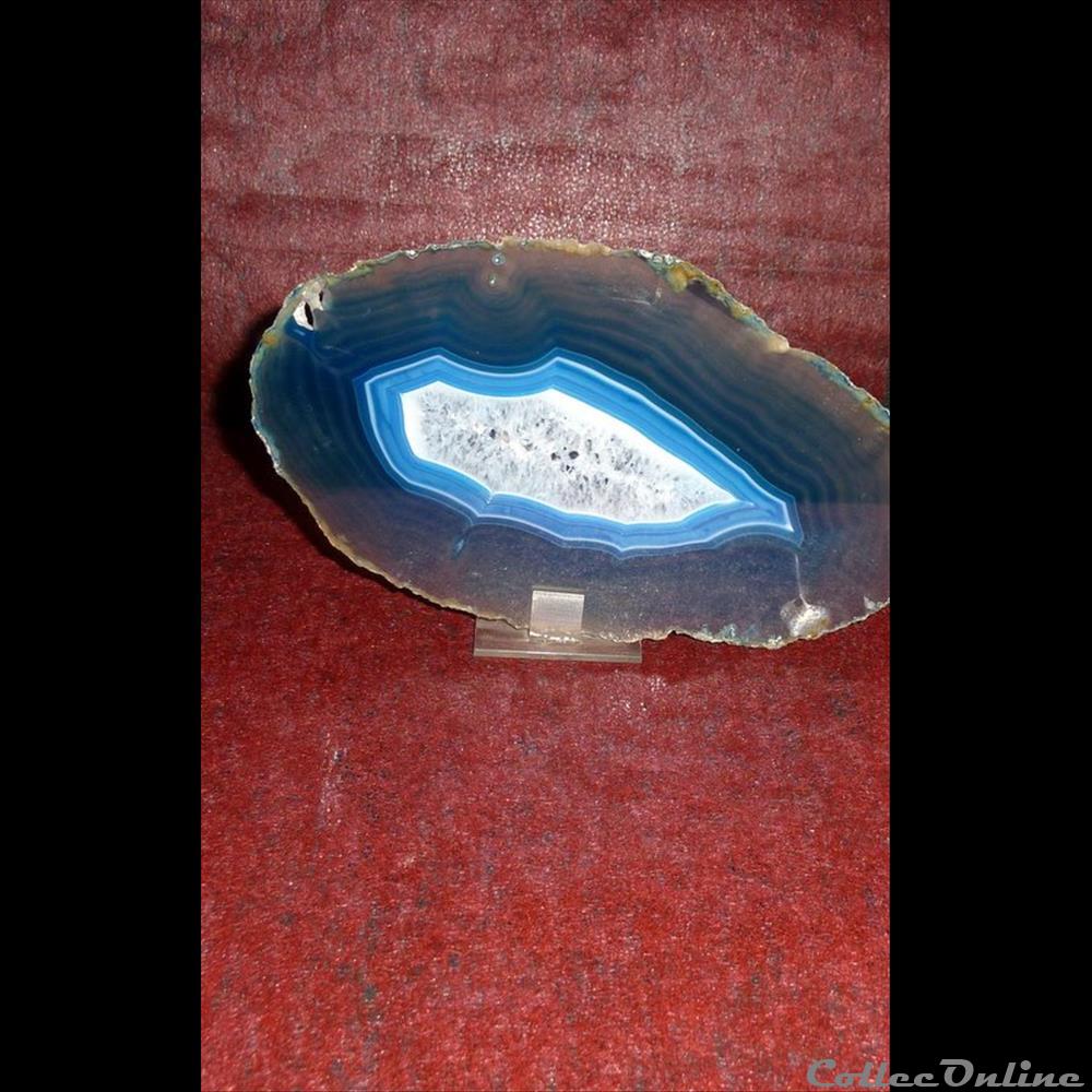 AGATE coquillage fossile gastropodum agate