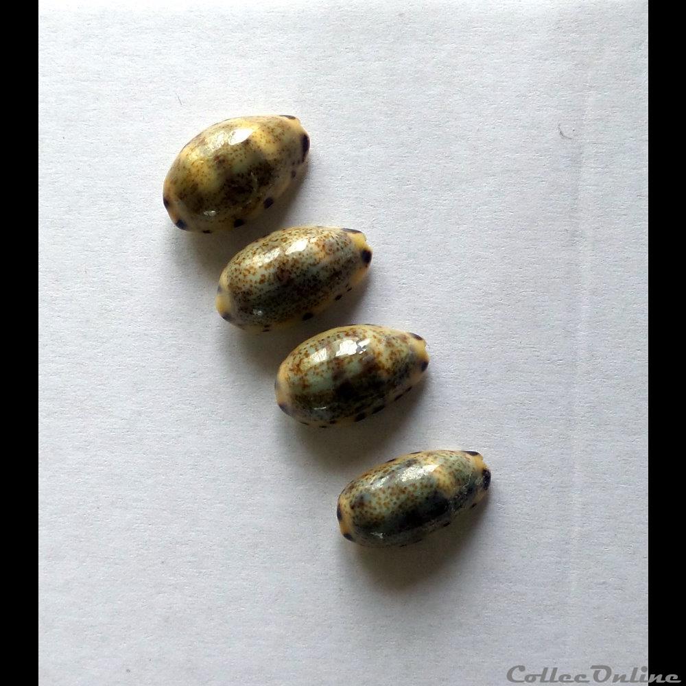 coquillage fossile gastropodum cypraea melicerona felina