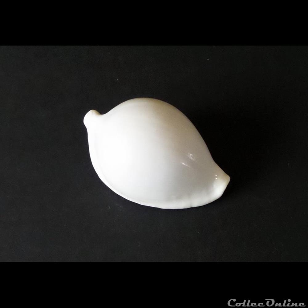 coquillage fossile gastropodum ovula ovum