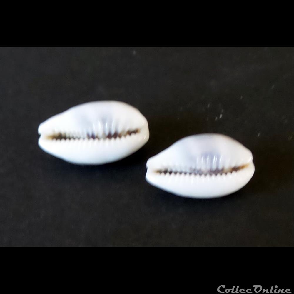 coquillage fossile gastropodum cypraea asellus asellus