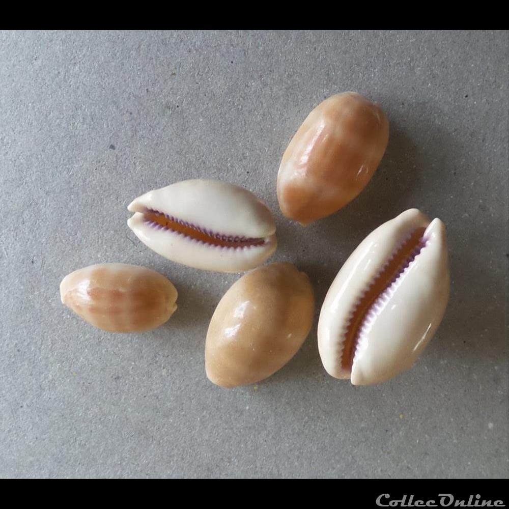 coquillage fossile gastropodum cypraea lyncina carneola
