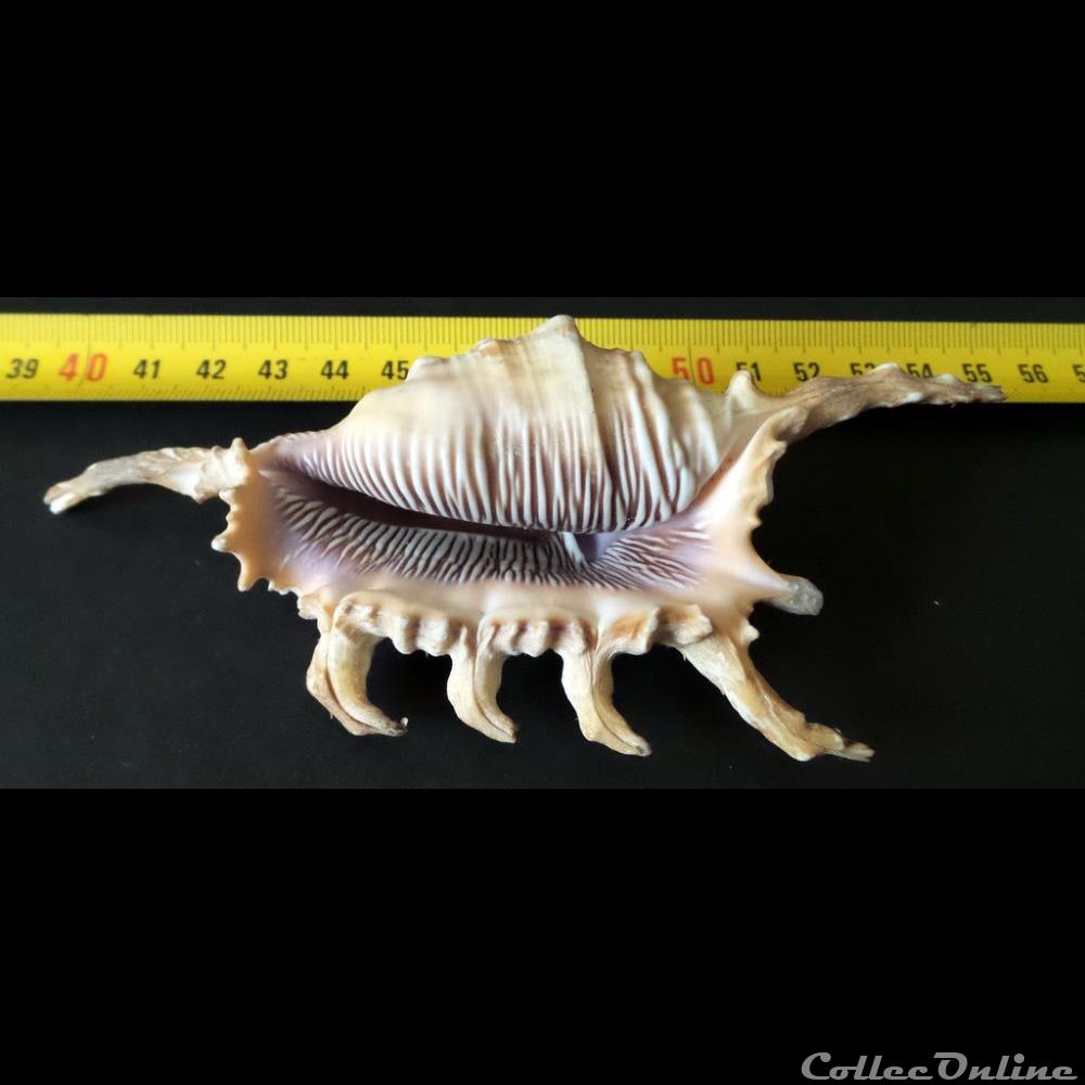 coquillage fossile gastropodum lambis scorpius