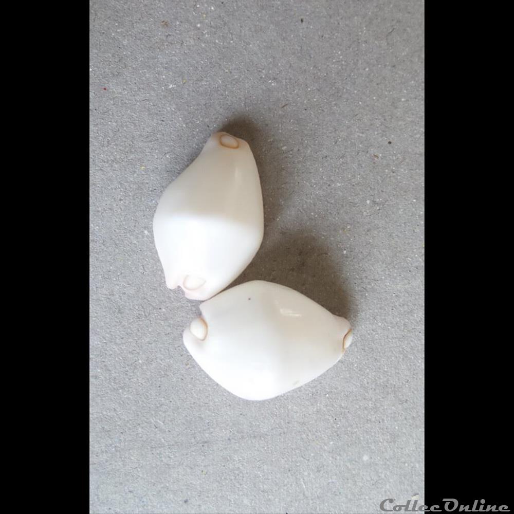 coquillage fossile gastropodum calpurnus verrucosus